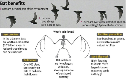 박쥐 생태학적 역할