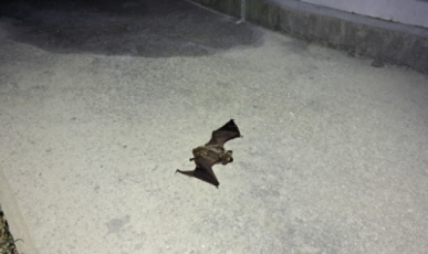 충돌에 의한 피해