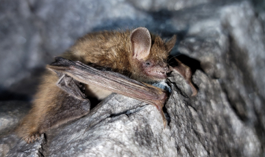 작은관코박쥐(1급)